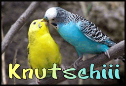 Knutschiii