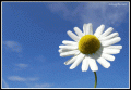Bilder und Grafiken zu Danke