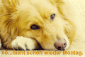 Bilder und Grafiken zu Montag