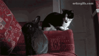 Cat caressing rabbit