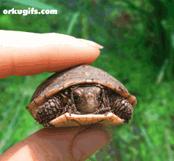 Turtle toy