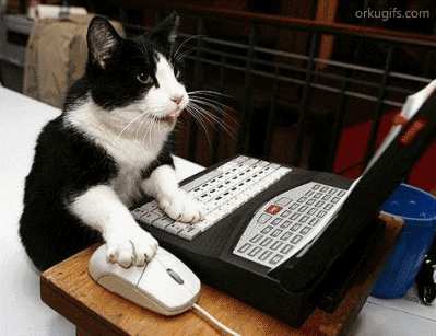 Cat using computer