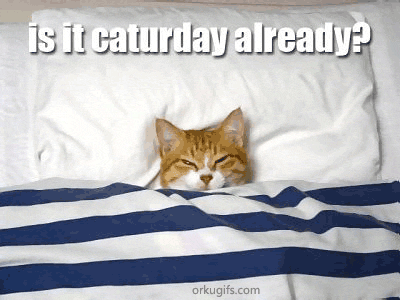 Is it caturday already ?