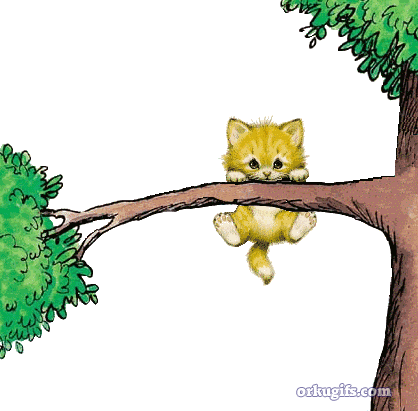 Kitten in the tree - Images and gifs for social networks
