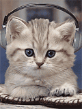 Kitten with earphones