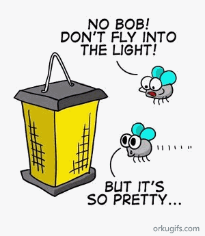 No Bob! Don't fly into the light... But it's so pretty...