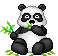Panda eating plants