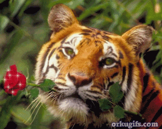 Tiger with a rose