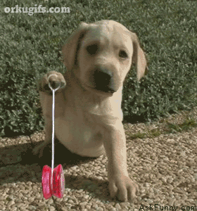 Perrito jugando con el yoyo