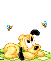 Bebê Pluto caçando abelha