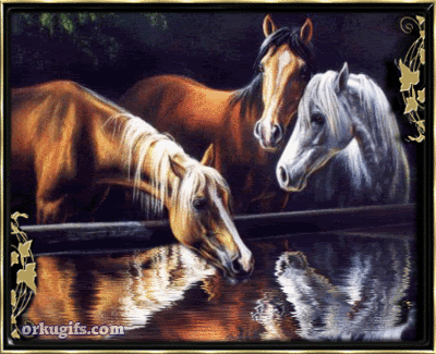 Cavalos bebendo água