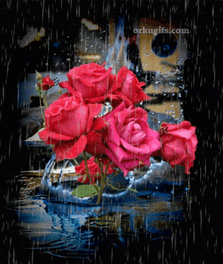 Rosas na chuva