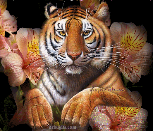 Tigre-de-Bengala