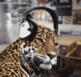 Tigre ouvindo música