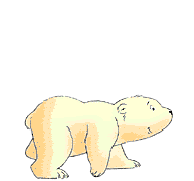 Urso branco
