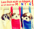 Bilder und Grafiken zu Montag
