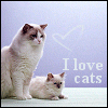 I love cats