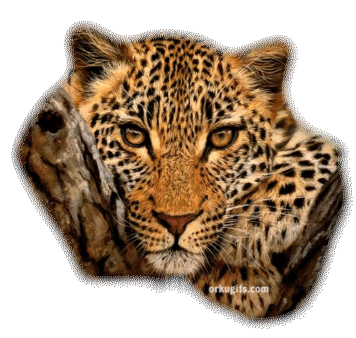 Jaguar - Images and Messages