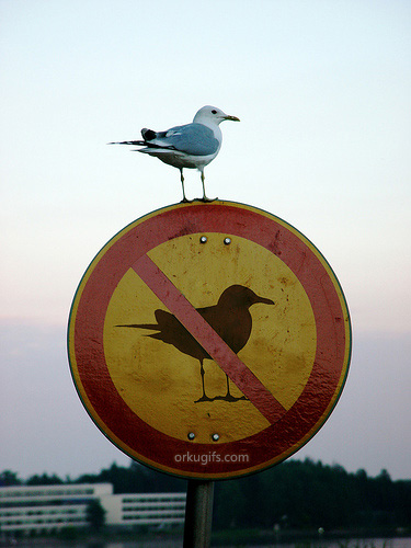 Proibido pássaros